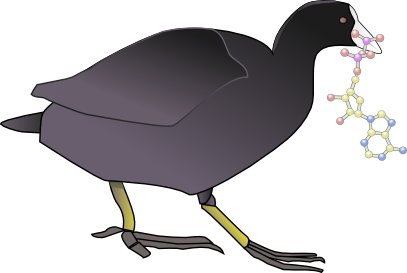 Coot-with-ATP-vector.png