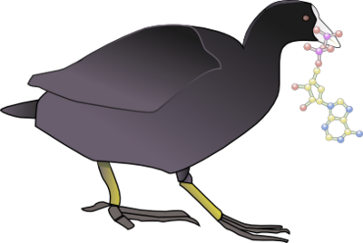 Coot-with-ATP-vector.png