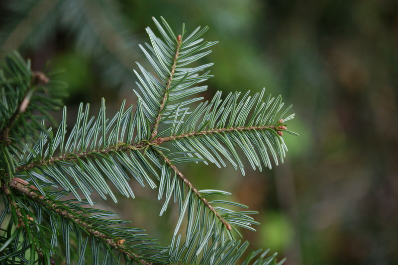 Datei:Abies alba, Weiß Tanne 2.JPG