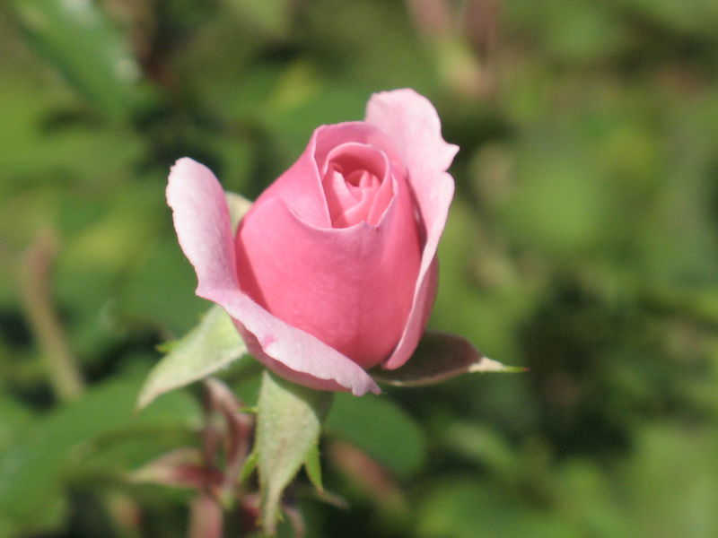 Datei:Rosa cultivar Bonica 82 2.JPG